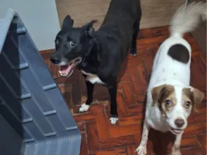 Cachorro raça SRD-ViraLata idade 6 ou mais anos nome Loopy e Tapioca