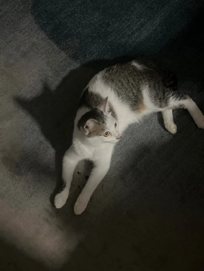Gato ra a SRD-ViraLata idade 2 a 6 meses nome Mel