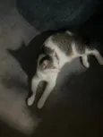 Mel