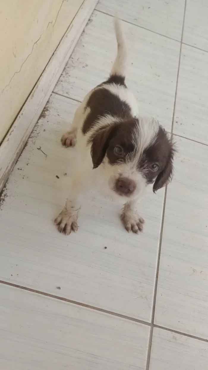 Cachorro ra a Yorkshire idade Abaixo de 2 meses nome não tem nome