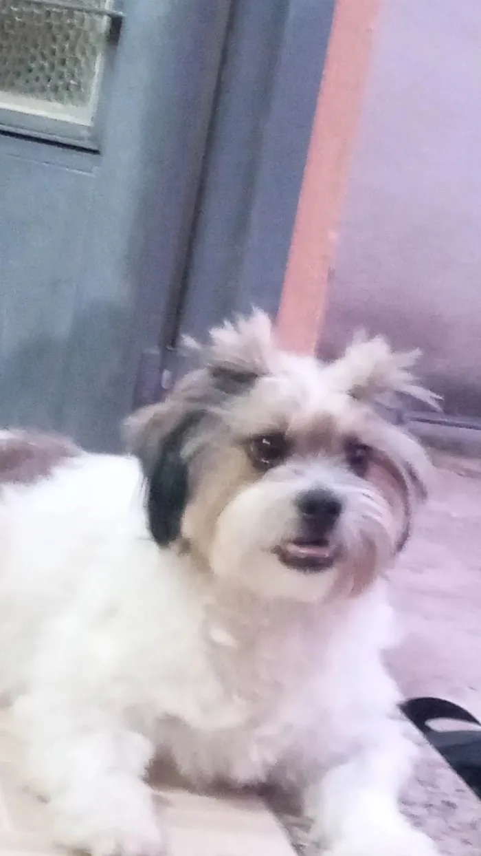 Cachorro ra a Shitzu idade 3 anos nome Sirumey