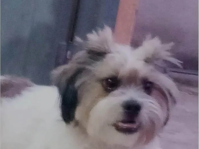 Cachorro ra a Shitzu idade 3 anos nome Sirumey