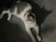 Mel