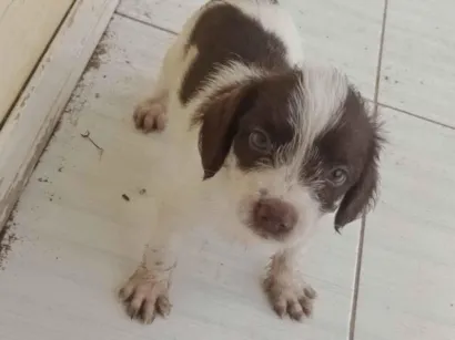 Cachorro raça Yorkshire idade Abaixo de 2 meses nome não tem nome