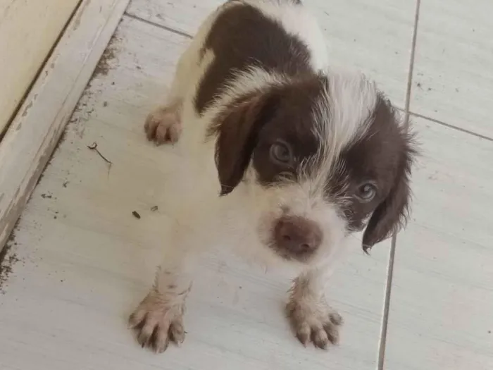 Cachorro ra a Yorkshire idade Abaixo de 2 meses nome não tem nome