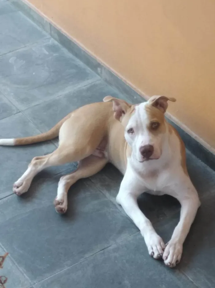 Cachorro ra a Pit-Bull idade 4 anos nome Happy