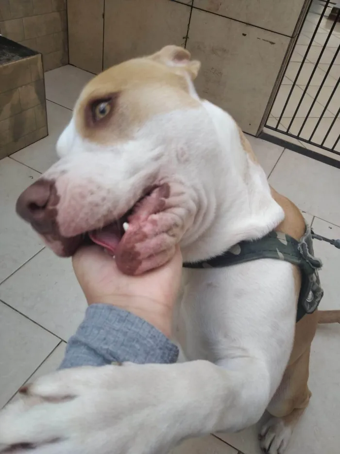 Cachorro ra a Pit-Bull idade 4 anos nome Happy