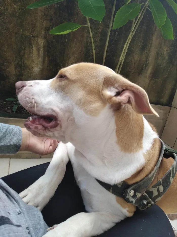 Cachorro ra a Pit-Bull idade 4 anos nome Happy