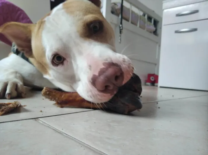 Cachorro ra a Pit-Bull idade 4 anos nome Happy