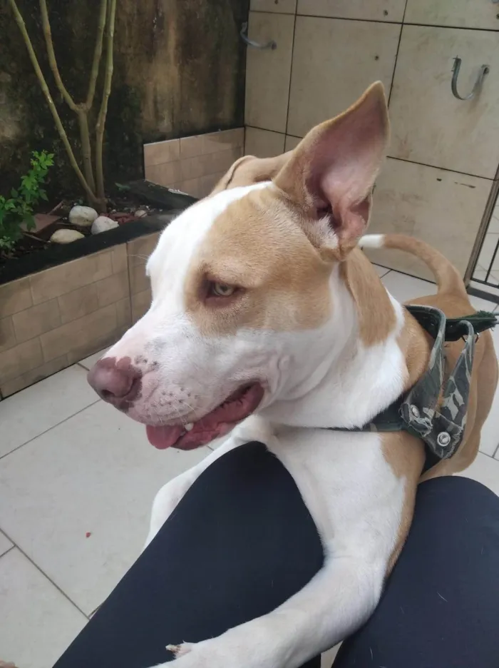 Cachorro ra a Pit-Bull idade 4 anos nome Happy