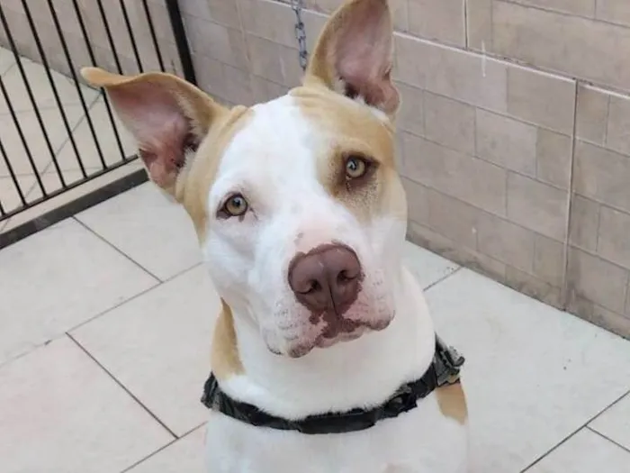 Cachorro ra a Pit-Bull idade 4 anos nome Happy