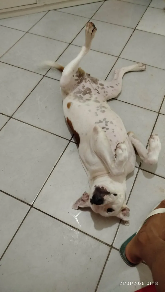 Cachorro ra a Pit-Bull idade 7 a 11 meses nome Jade