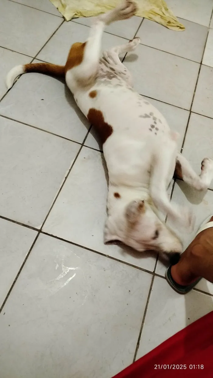 Cachorro ra a Pit-Bull idade 7 a 11 meses nome Jade