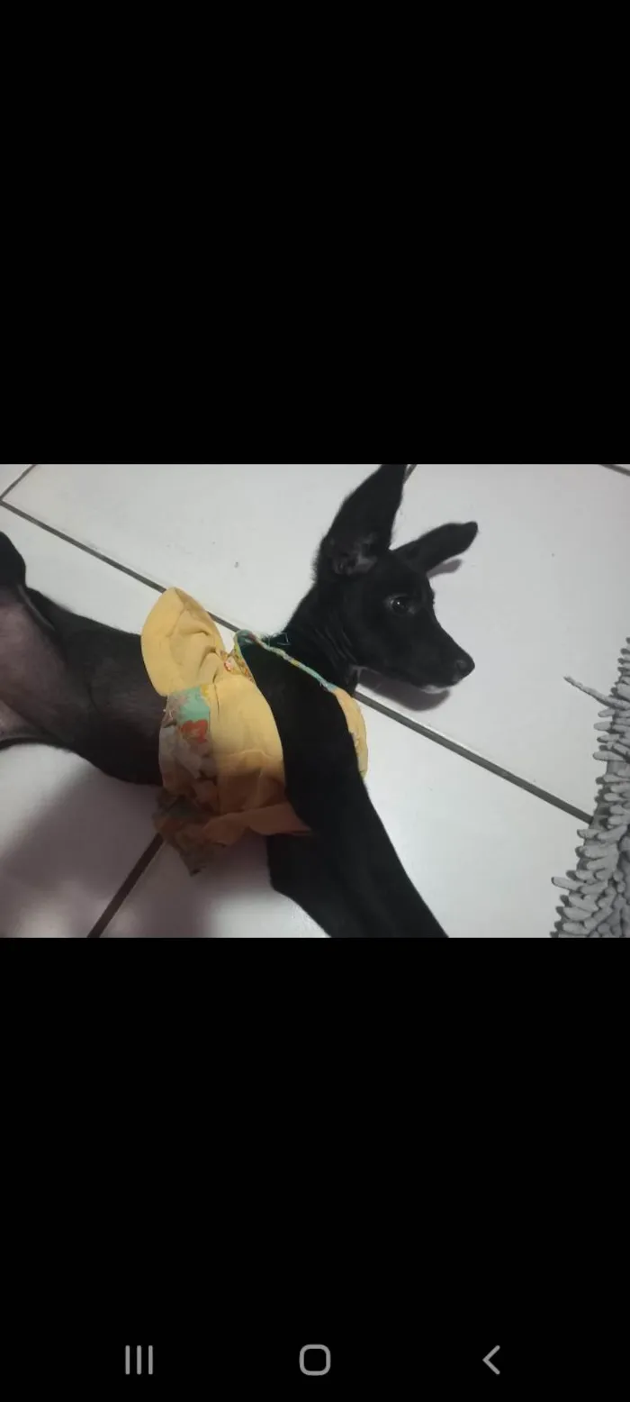 Cachorro ra a Pinscher idade 2 a 6 meses nome Ruby