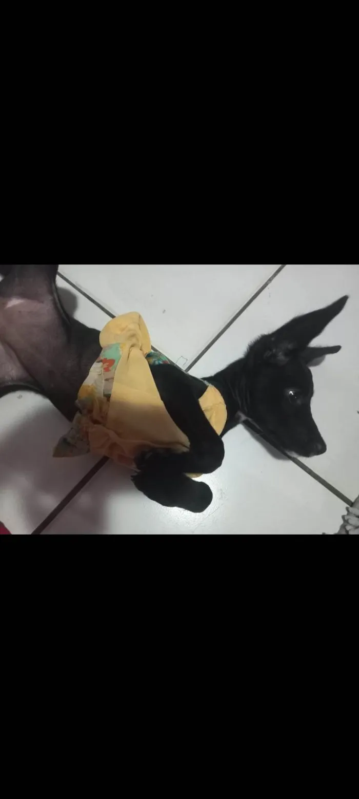 Cachorro ra a Pinscher idade 2 a 6 meses nome Ruby