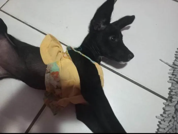 Cachorro ra a Pinscher idade 2 a 6 meses nome Ruby