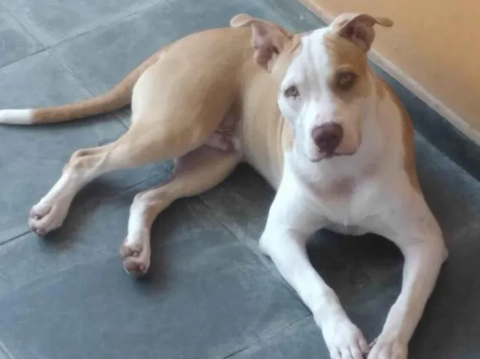 Cachorro ra a Pit-Bull idade 4 anos nome Happy