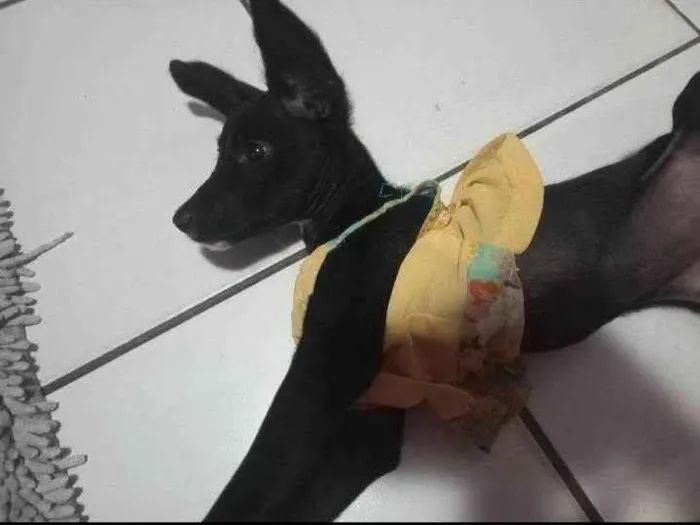 Cachorro ra a Pinscher idade 2 a 6 meses nome Ruby