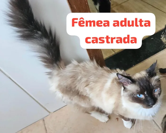 Gato ra a SRD-ViraLata idade 2 anos nome Dengosa