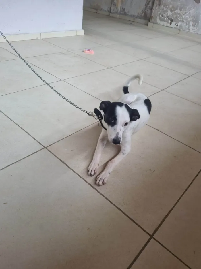 Cachorro ra a SRD-ViraLata idade 2 a 6 meses nome Bela