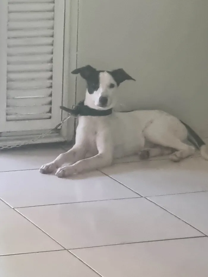 Cachorro ra a SRD-ViraLata idade 2 a 6 meses nome Bela