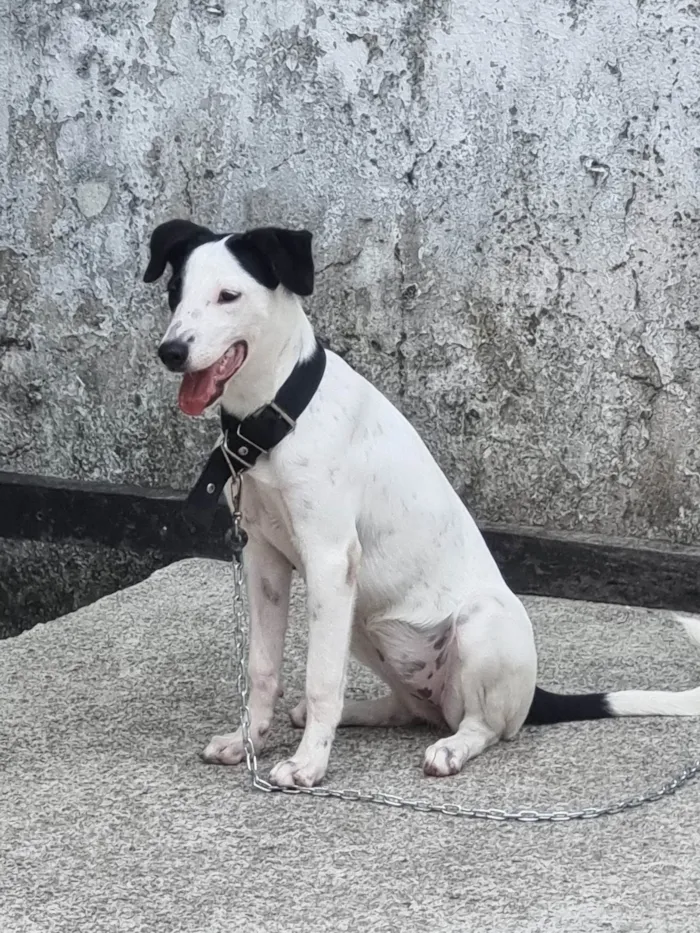 Cachorro ra a SRD-ViraLata idade 2 a 6 meses nome Bela