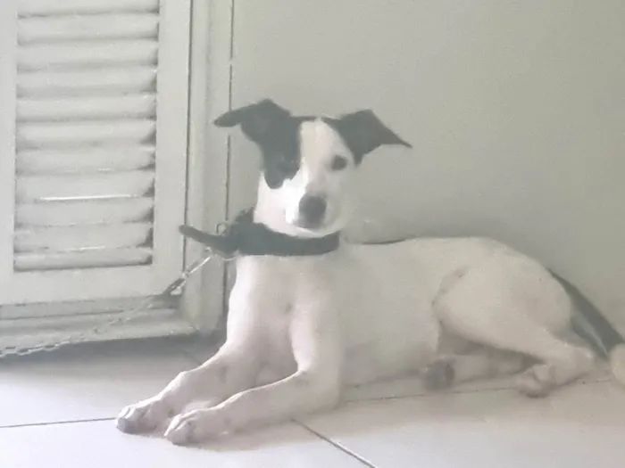 Cachorro ra a SRD-ViraLata idade 2 a 6 meses nome Bela