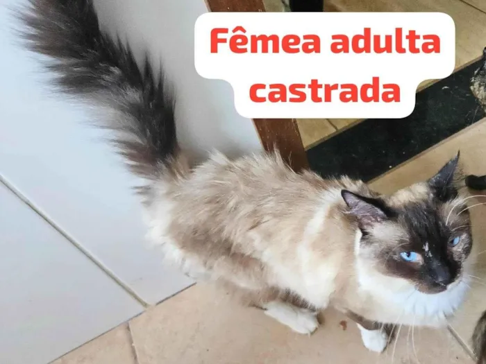 Gato ra a SRD-ViraLata idade 2 anos nome Dengosa