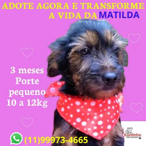 Cachorro ra a SRD-ViraLata idade 2 a 6 meses nome Matilda