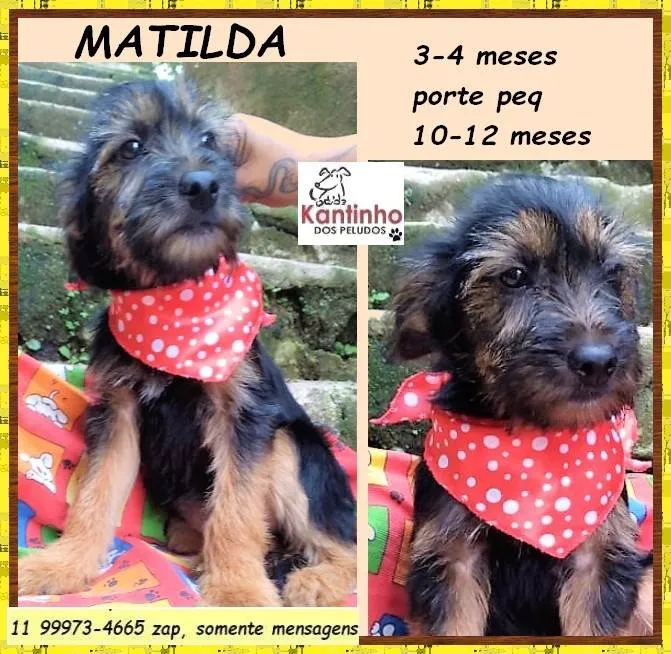 Cachorro ra a SRD-ViraLata idade 2 a 6 meses nome Matilda