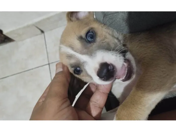 Cachorro ra a SRD-ViraLata idade 2 a 6 meses nome Blue