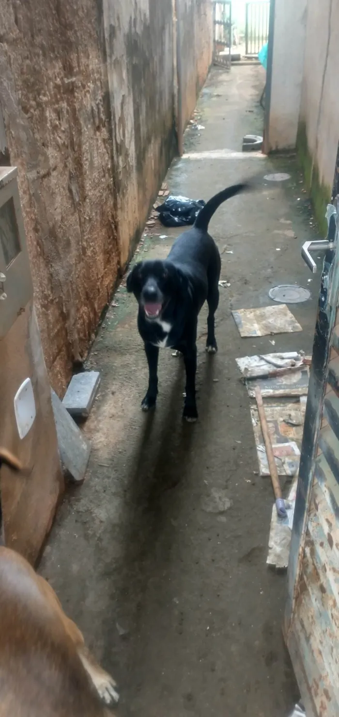 Cachorro ra a SRD-ViraLata idade 3 anos nome Kiko