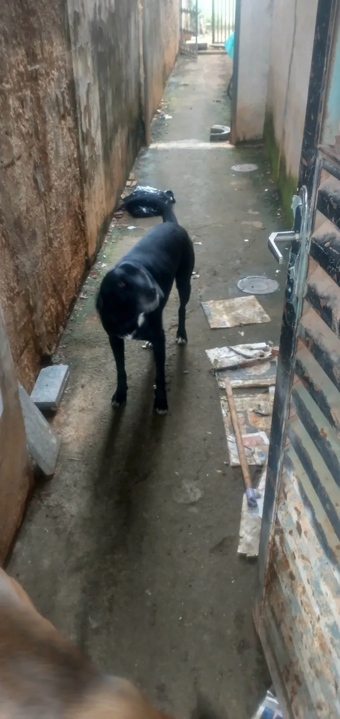 Cachorro ra a SRD-ViraLata idade 3 anos nome Kiko