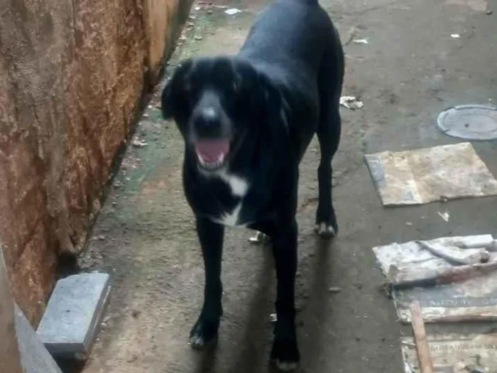 Cachorro ra a SRD-ViraLata idade 3 anos nome Kiko