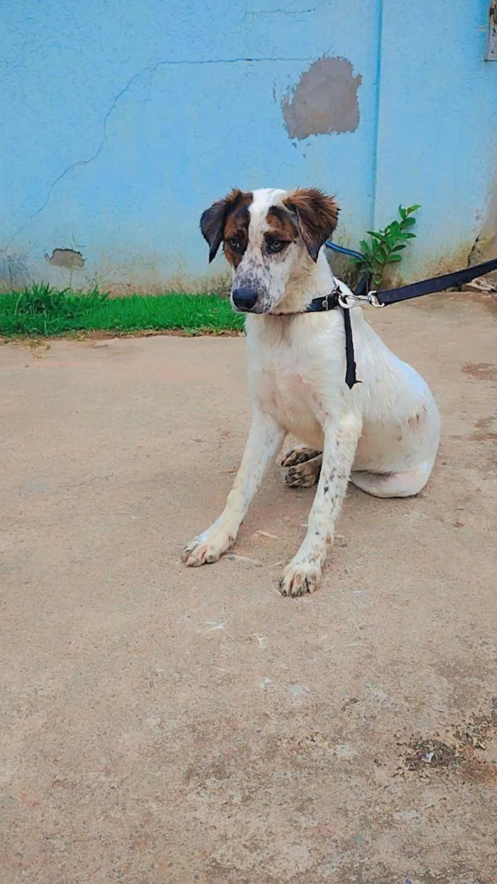 Cachorro ra a SRD-ViraLata idade 1 ano nome Robert