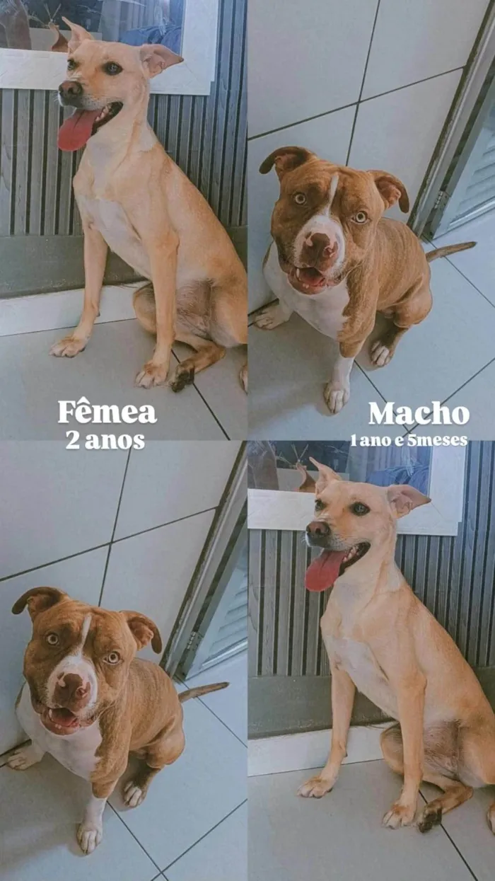 Cachorro ra a Pit-Bull e Vira Lata  idade 1 ano nome Thor e Zoe 