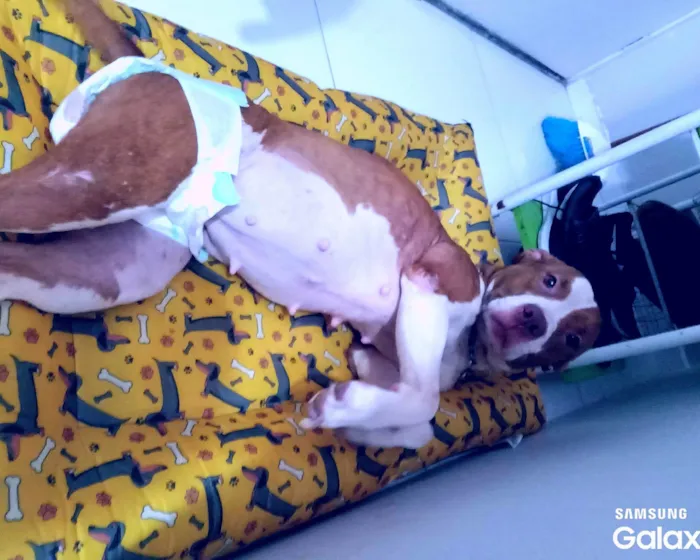 Cachorro ra a Pit-Bull idade 4 anos nome Laila