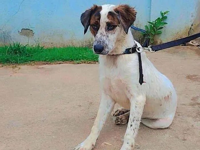 Cachorro ra a SRD-ViraLata idade 1 ano nome Robert