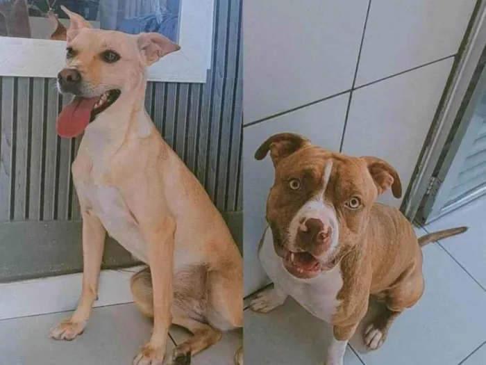 Cachorro ra a Pit-Bull e Vira Lata  idade 1 ano nome Thor e Zoe 