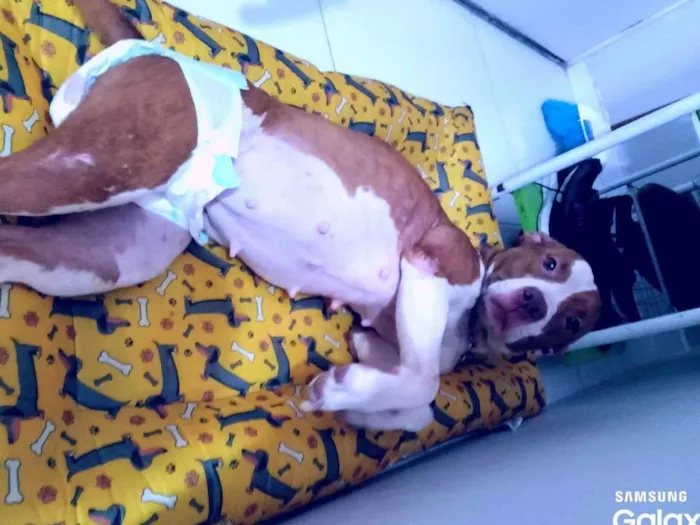 Cachorro ra a Pit-Bull idade 4 anos nome Laila