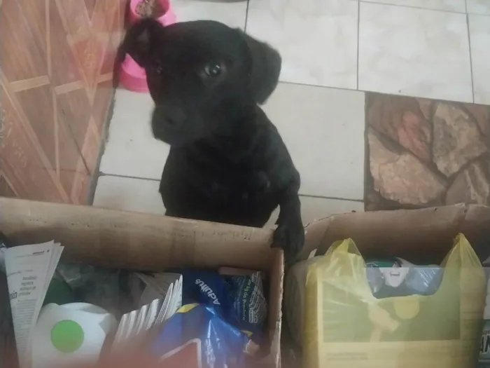 Cachorro ra a SRD-ViraLata idade 1 ano nome Nicole