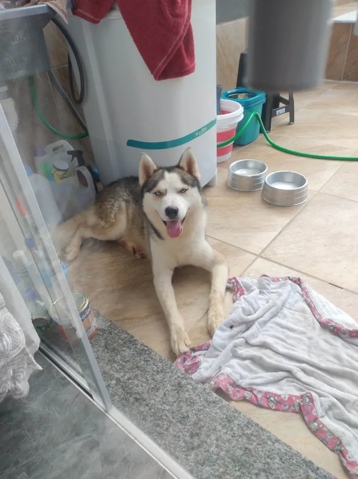 Cachorro ra a Husky Siberiano idade 2 anos nome Thor