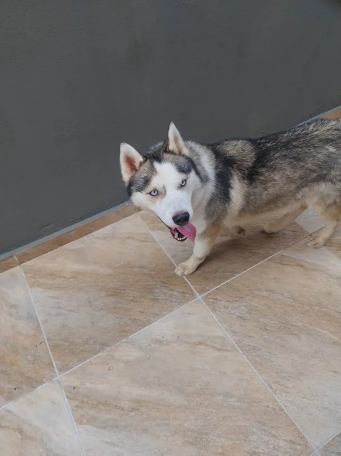 Cachorro ra a Husky Siberiano idade 2 anos nome Thor