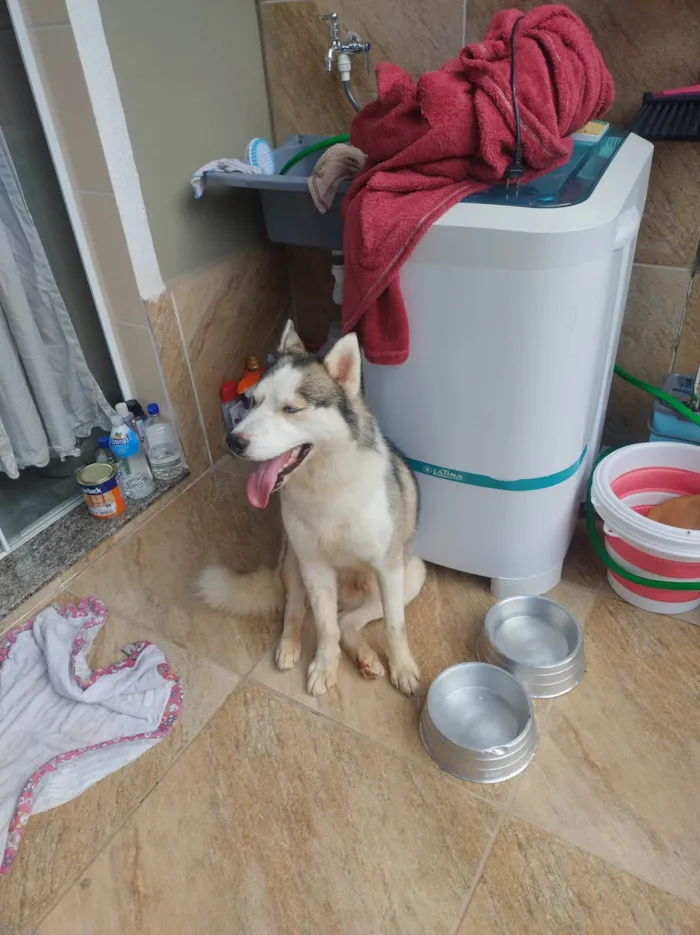 Cachorro ra a Husky Siberiano idade 2 anos nome Thor