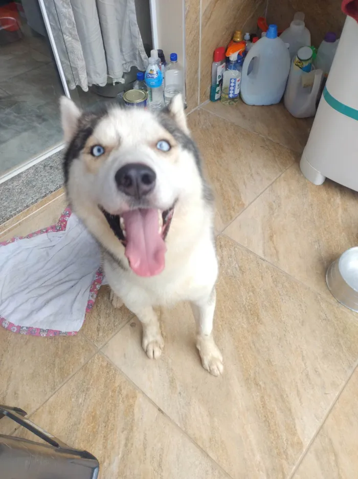 Cachorro ra a Husky Siberiano idade 2 anos nome Thor