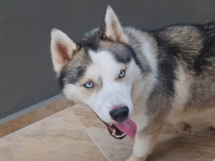 Cachorro ra a Husky Siberiano idade 2 anos nome Thor