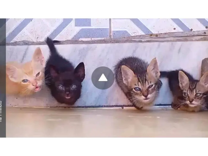 Gato ra a SRD-ViraLata idade 2 a 6 meses nome 2 machos e 2 femeas