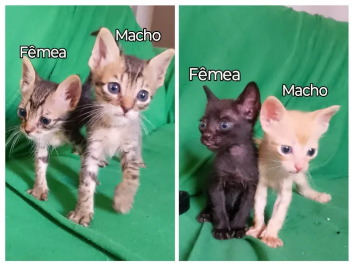 Gato ra a SRD-ViraLata idade 2 a 6 meses nome 2 machos e 2 femeas