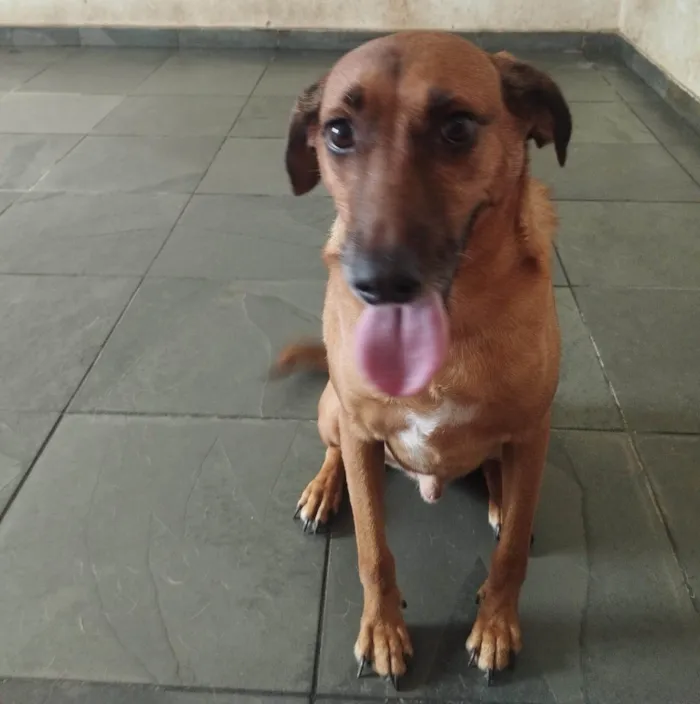 Cachorro ra a SRD-ViraLata idade 4 anos nome Linel