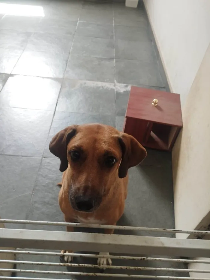 Cachorro ra a SRD-ViraLata idade 4 anos nome Magali